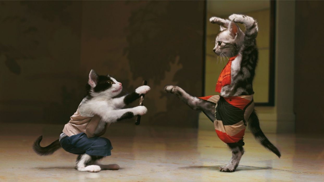 Cats doing Kung Fu