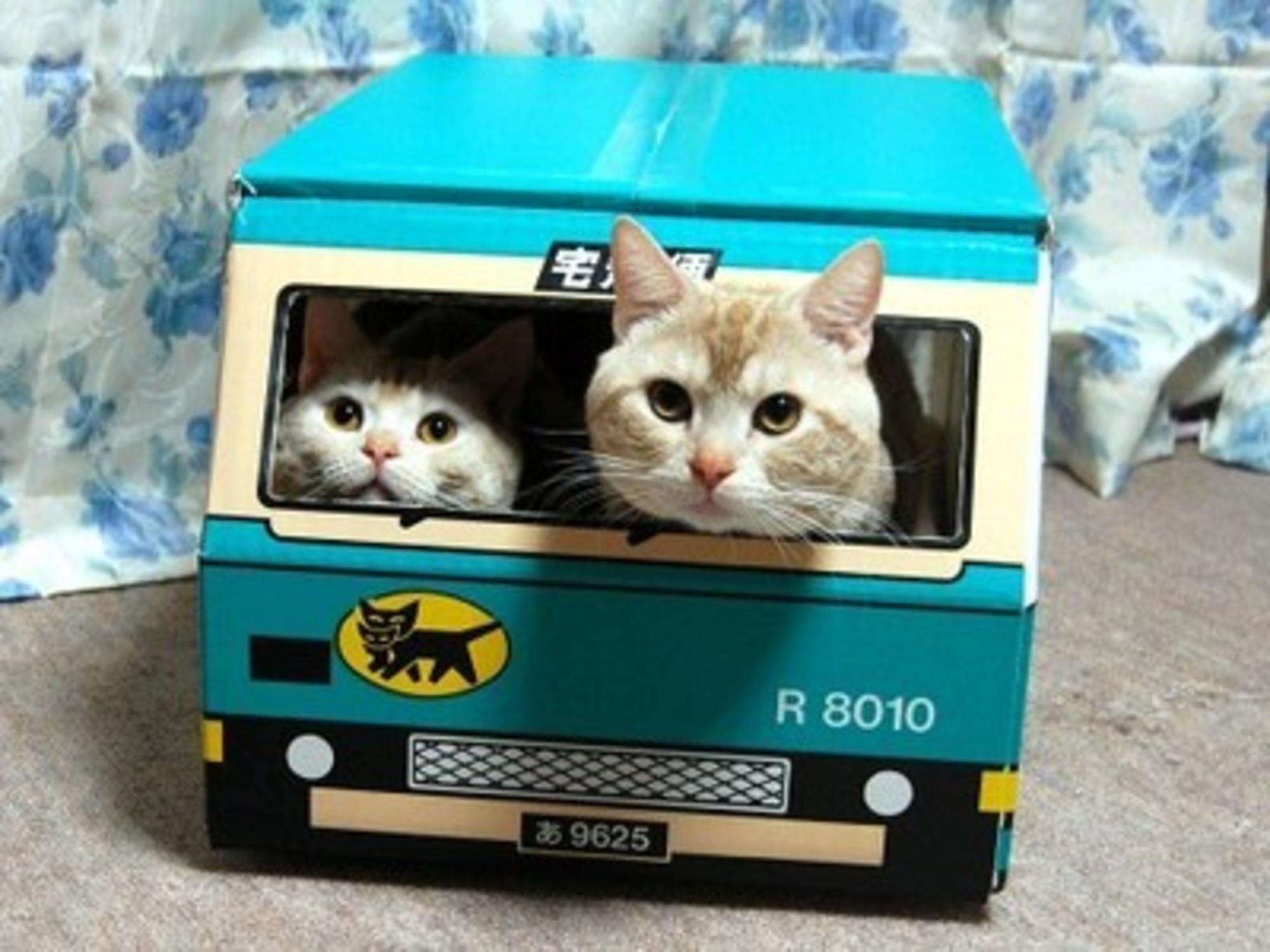 bus 174 cat