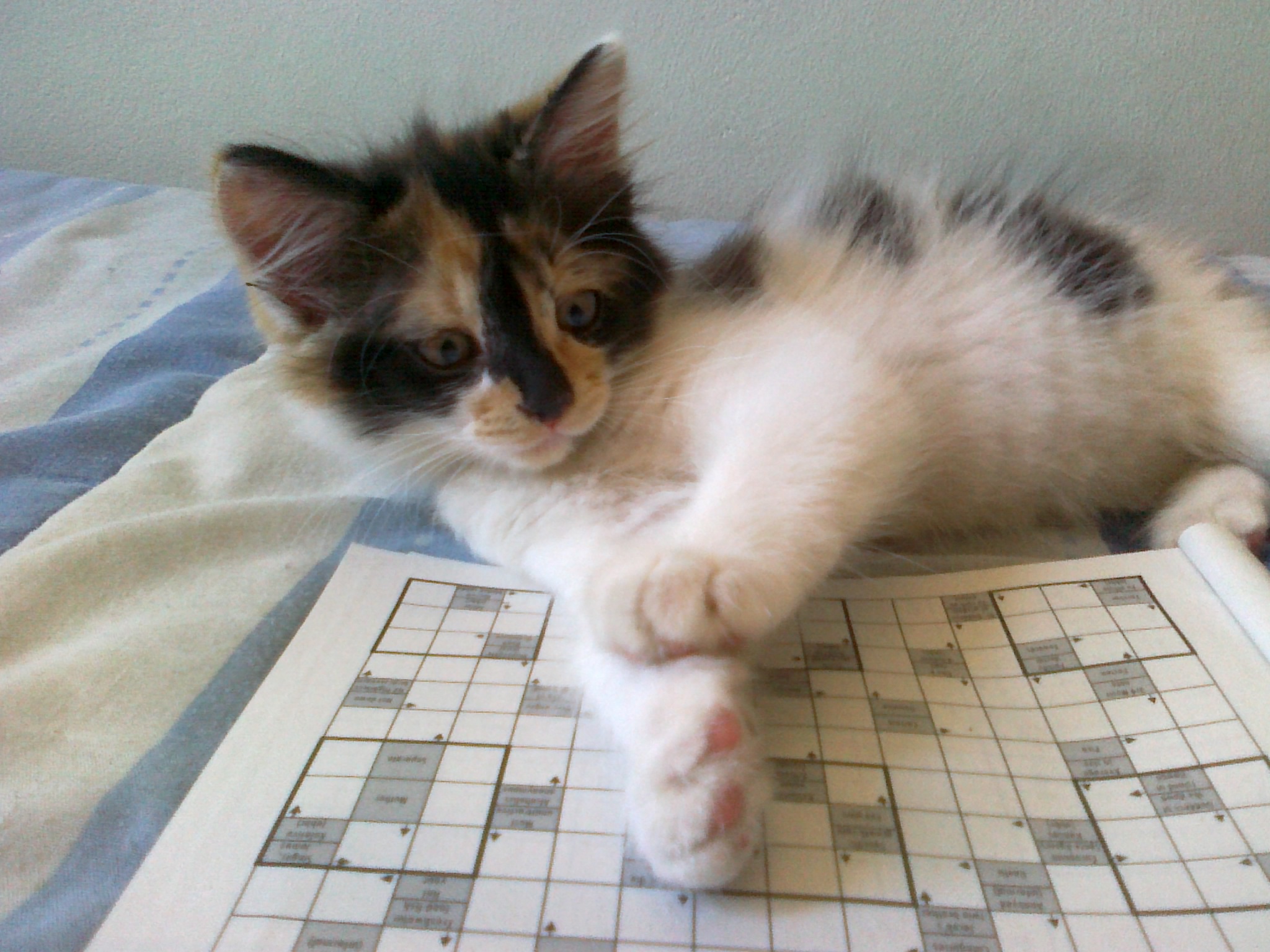 cat doing crosswords