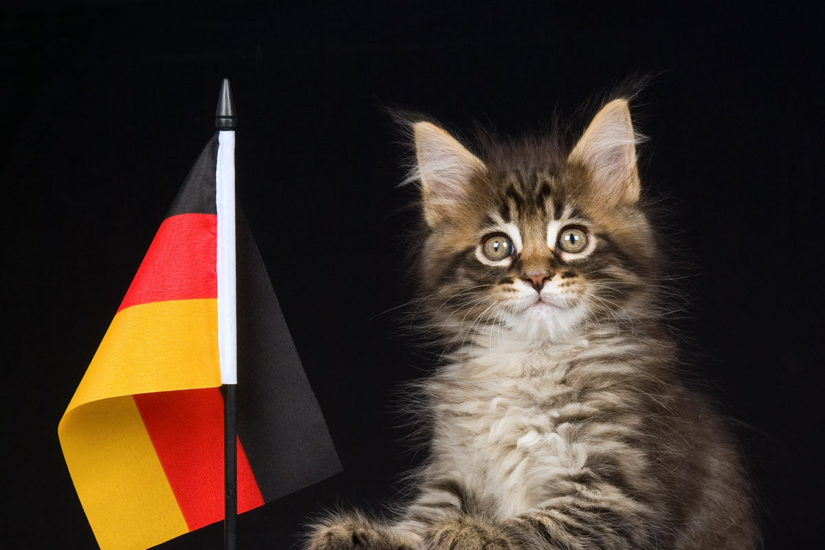 cat german