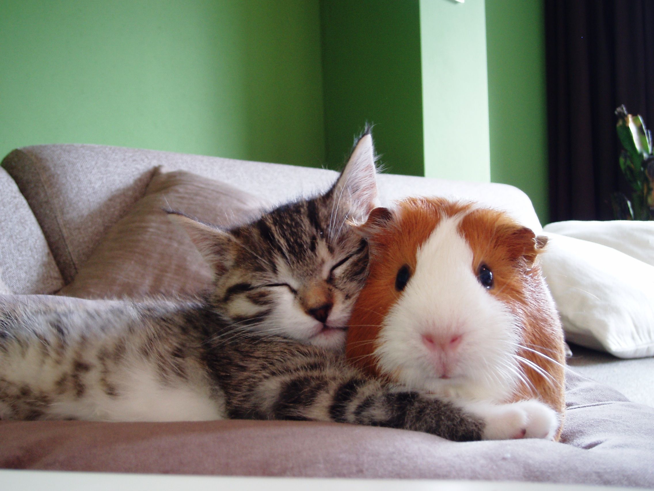 Gunie Pig and cat