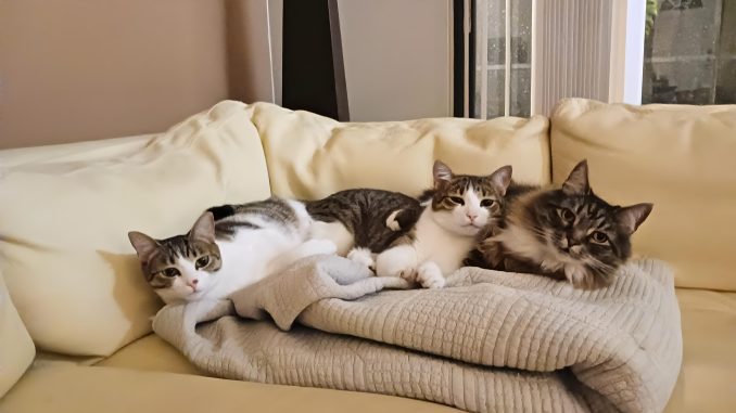 Kittens and Teddy on Couch